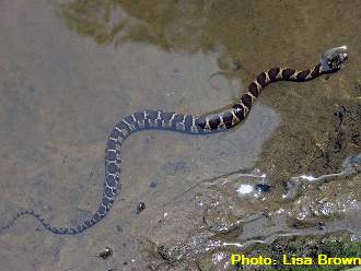 Northern water snake swimming in a small pond.